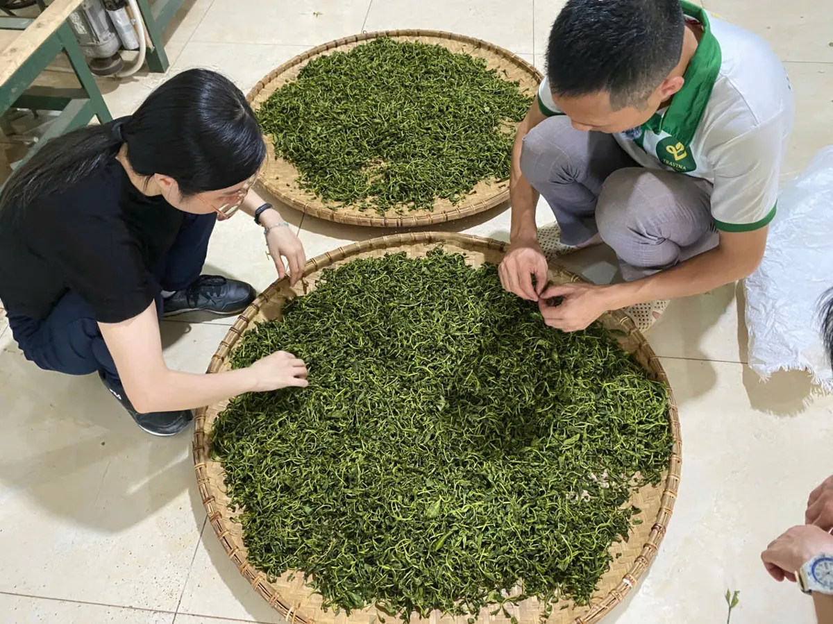 Trà xanh Thái Nguyên sao khô - nguyên liệu khác với bột matcha nghiền