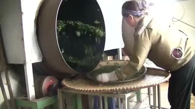 Đổ chè tươi vào máy diệt men tôn quay