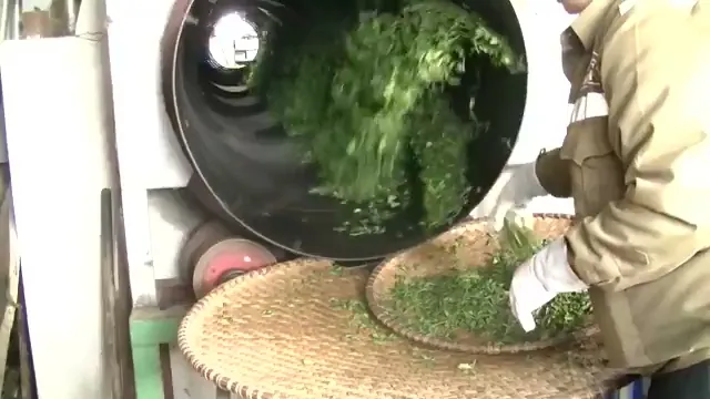Đổ chè vào máy tôn quay – trà búp Thái Nguyên
