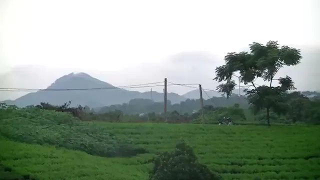 Đồi chè dưới chân núi – trà ngon nhất là của vùng nào