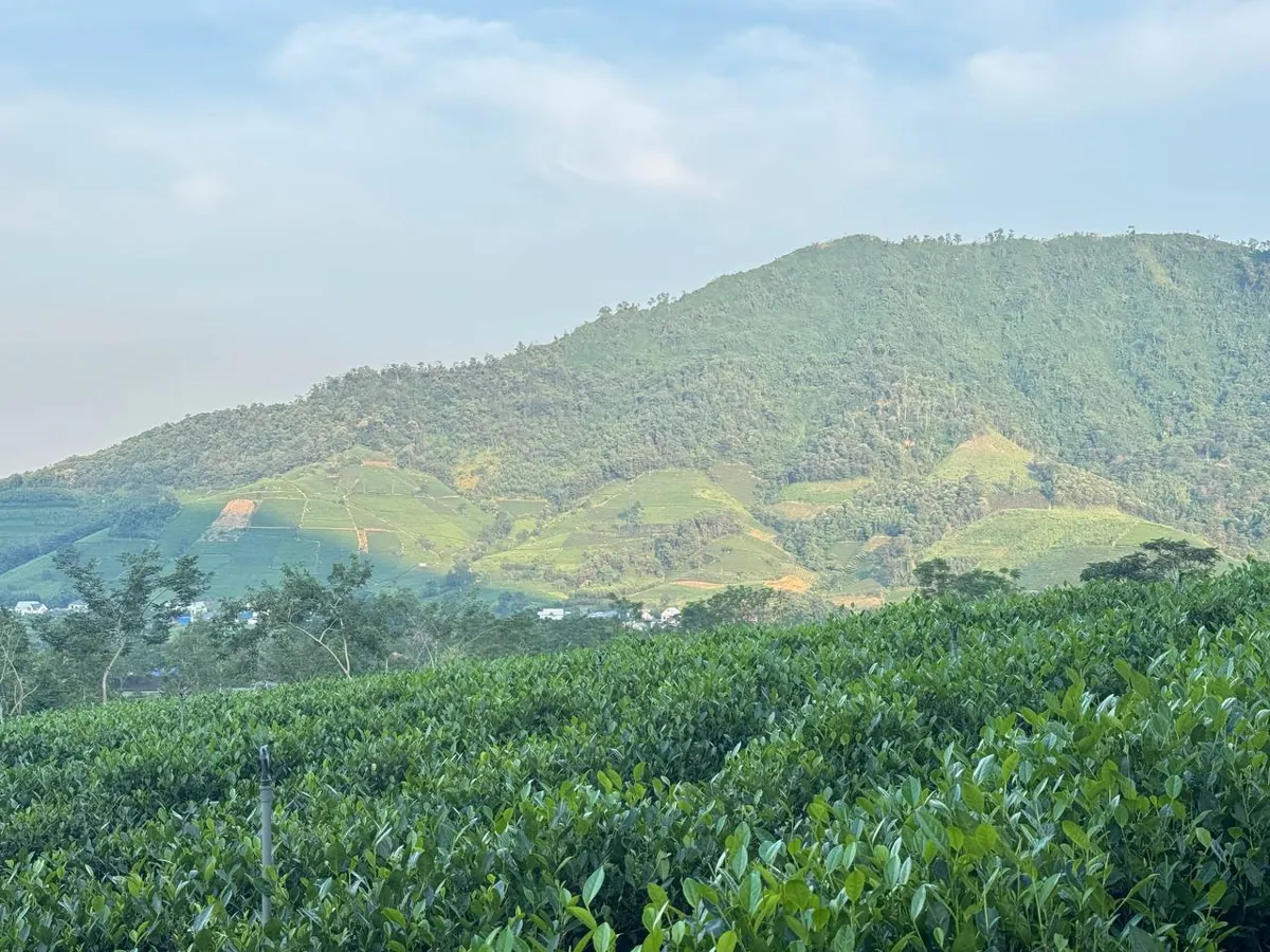 Đồi chè Thái Nguyên dưới chân núi – vùng nguyên liệu làm Trà Tấm Đinh Túi Lọc 500g