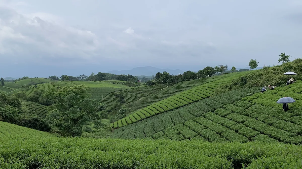 Đồi chè Thái Nguyên hôm nay
