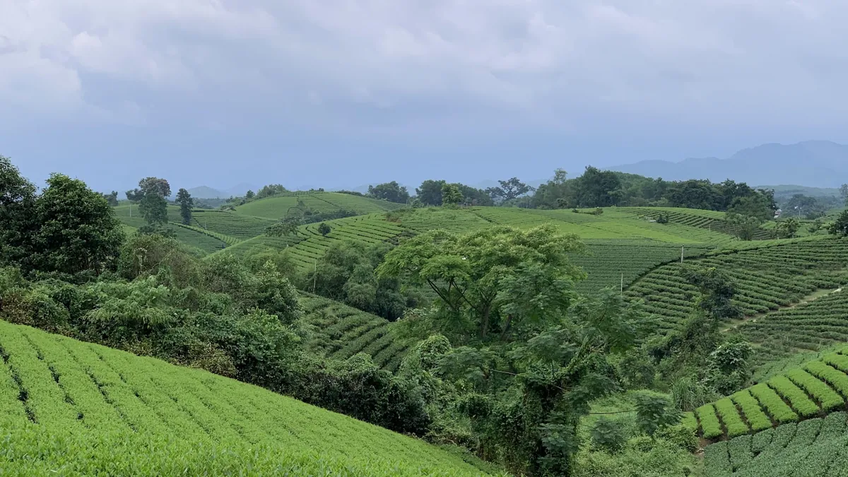 Đồi chè xanh mướt Thái Nguyên – vùng nguyên liệu làm Combo Trà Hoa