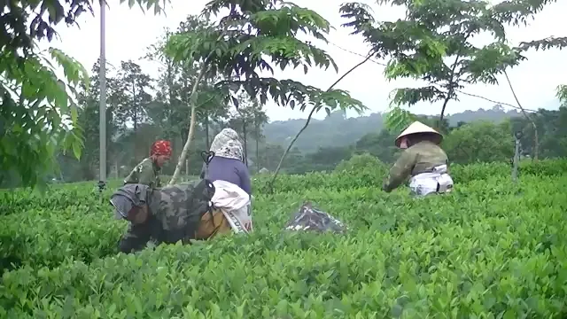 Hái búp chè non trên nương