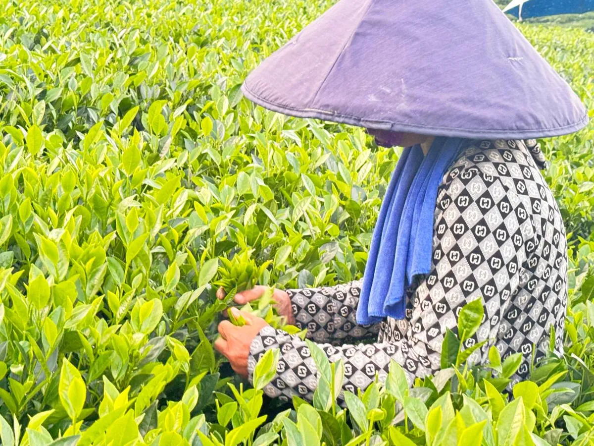 Hái trà đinh bằng tay, chỉ lấy riêng phần tôm – quy trình làm Combo Trà Cao Cấp