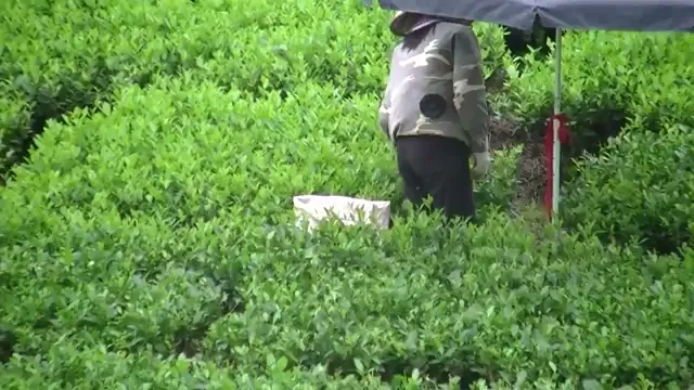 Hái chè xanh Thái Nguyên bằng tay