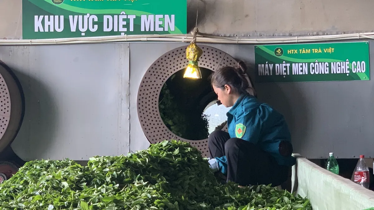 Khu vực diệt men chè – vietGAP là gì