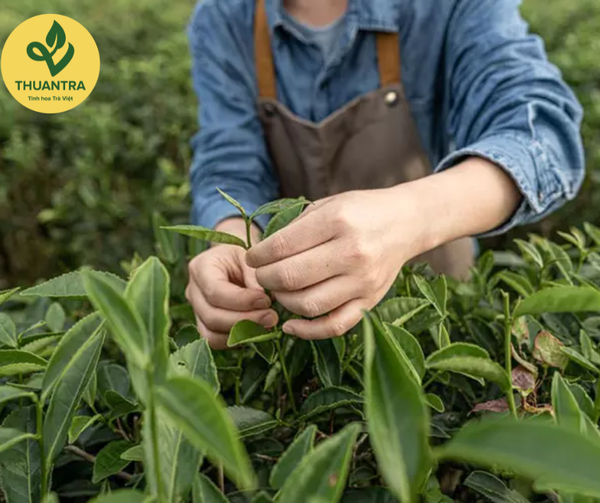 Kỹ thuật trồng, chăm sóc cây trà xanh tại Việt Nam