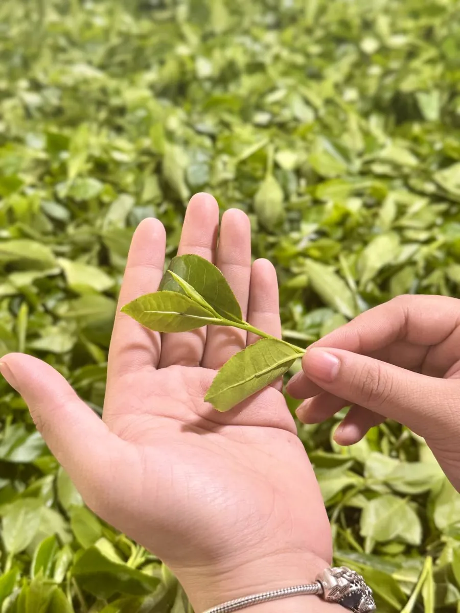 Lá chè bánh tẻ dùng nấu nước chè tươi