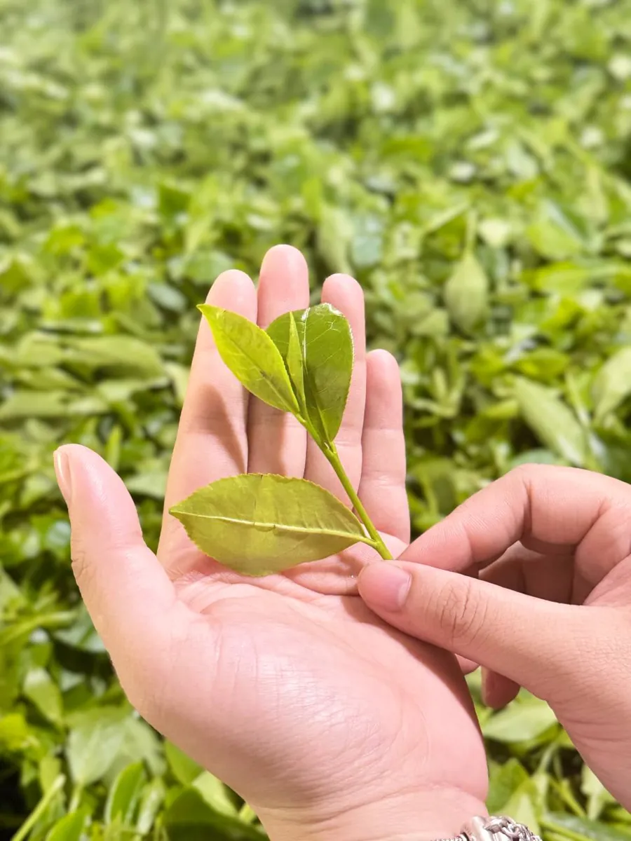 Lá chè tươi vừa hái – trà xanh hay chè xanh