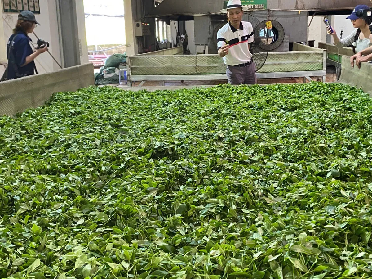 Làm héo chè tại xưởng – trà móc câu là gì