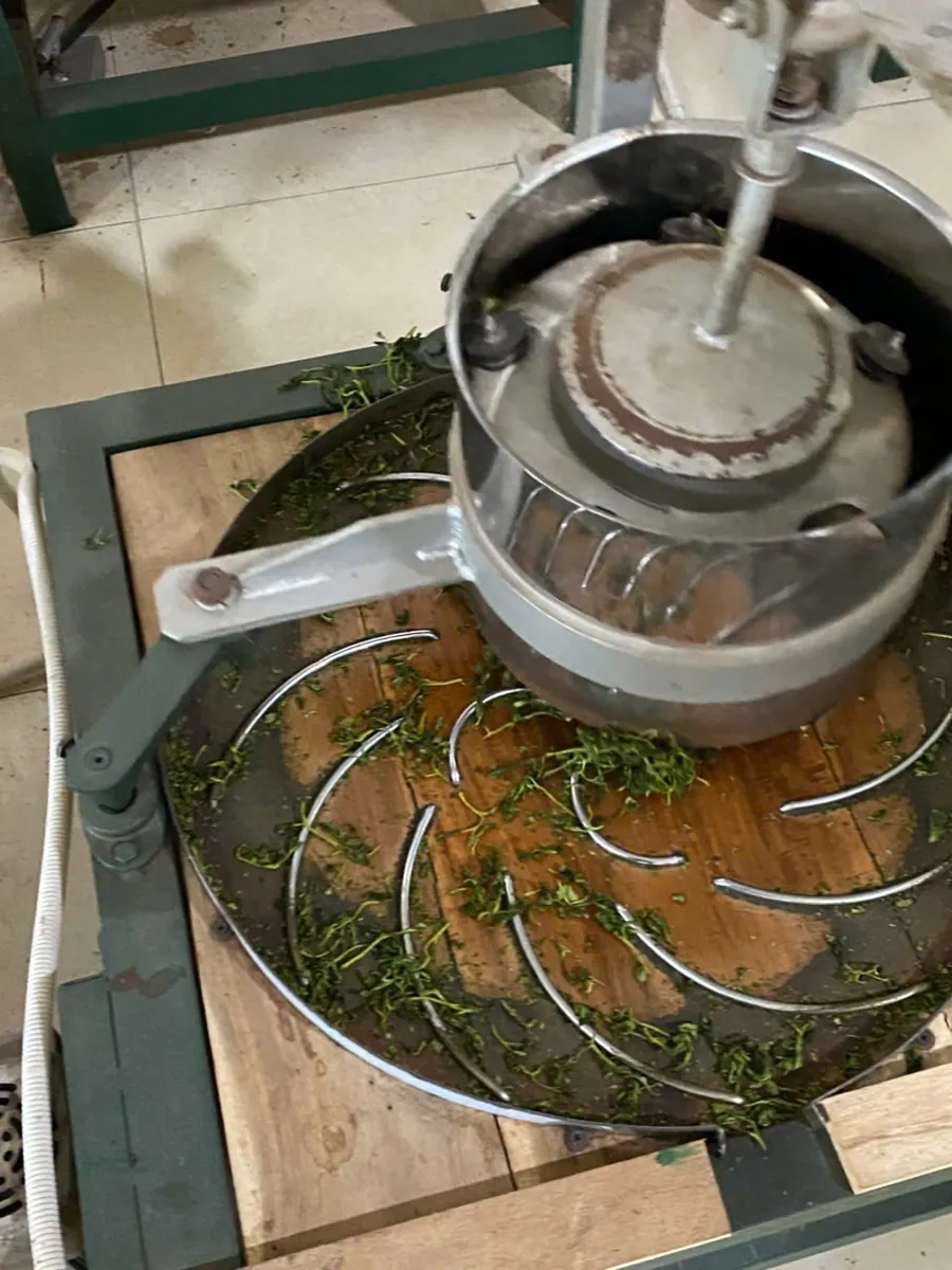 Máy vò chè tạo cánh xoăn móc câu – sữa rửa mặt trà xanh hay rửa mặt bằng nước trà xanh