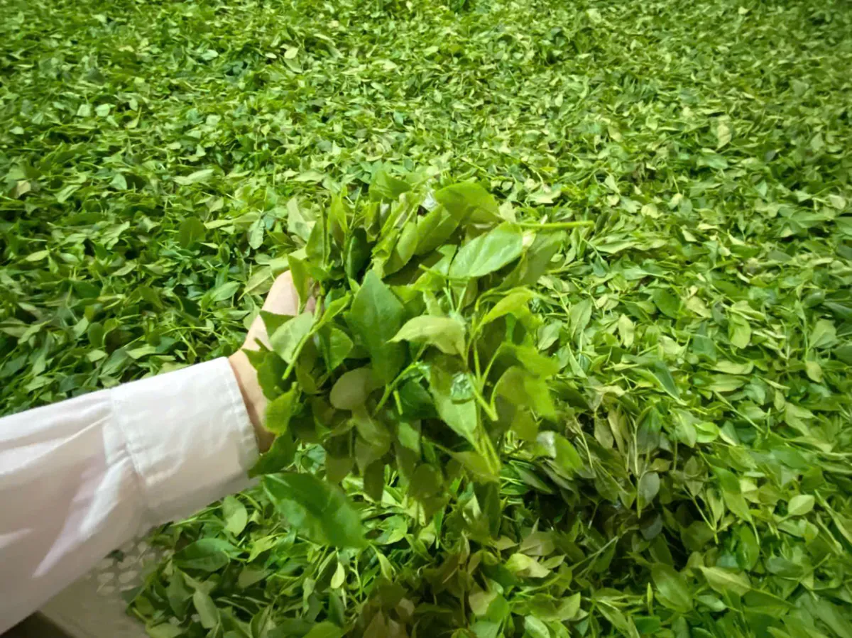 Nắm lá chè tươi vừa hái – cách nấu nước chè xanh tươi ngon, không đắng
