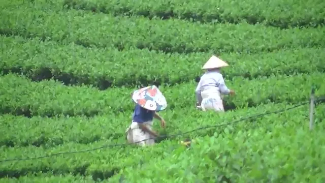 Người hái chè đội nón lá trên nương