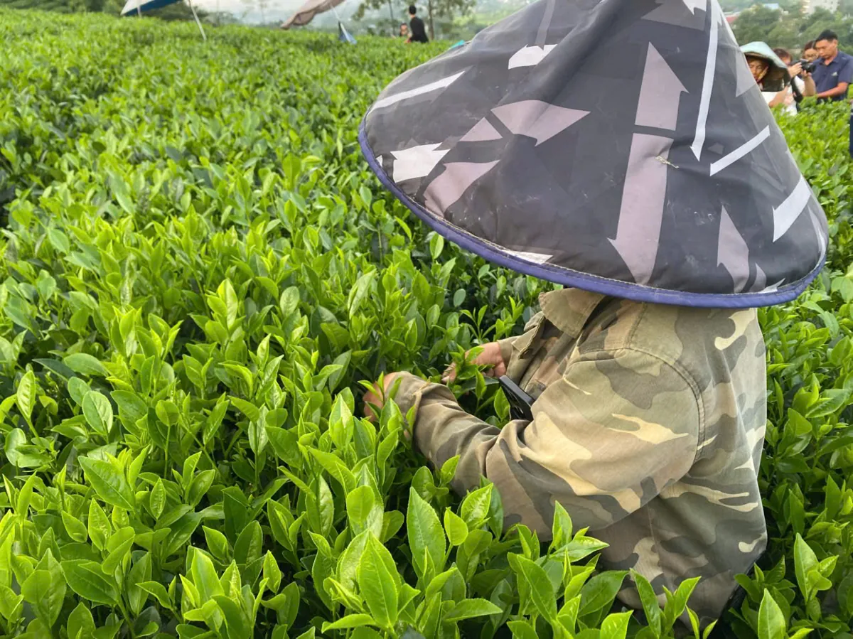 Người hái chè Thái Nguyên đội nón lá