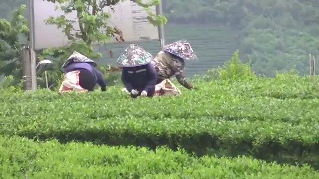 Người làm chè chăm sóc nương chè