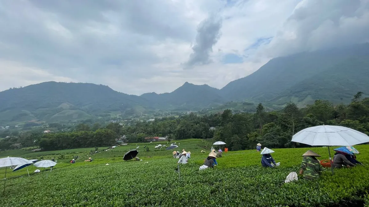 Hái chè đầu vụ - cách hái quyết định hạng của các loại trà ngon