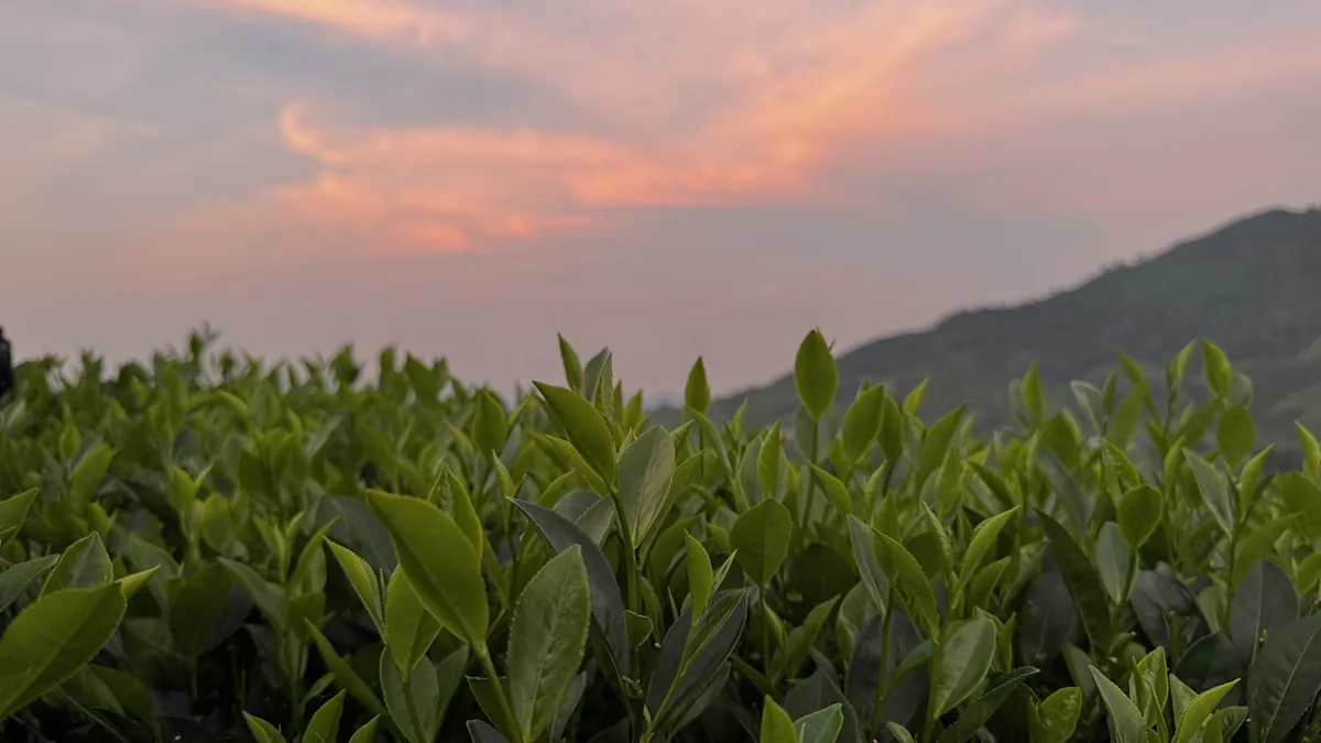 Nương chè Thái Nguyên lúc hoàng hôn