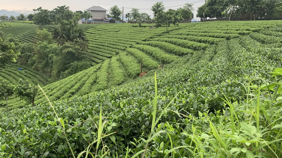 Nương chè tầng bậc – mua chè Thái Nguyên ngon ở đâu