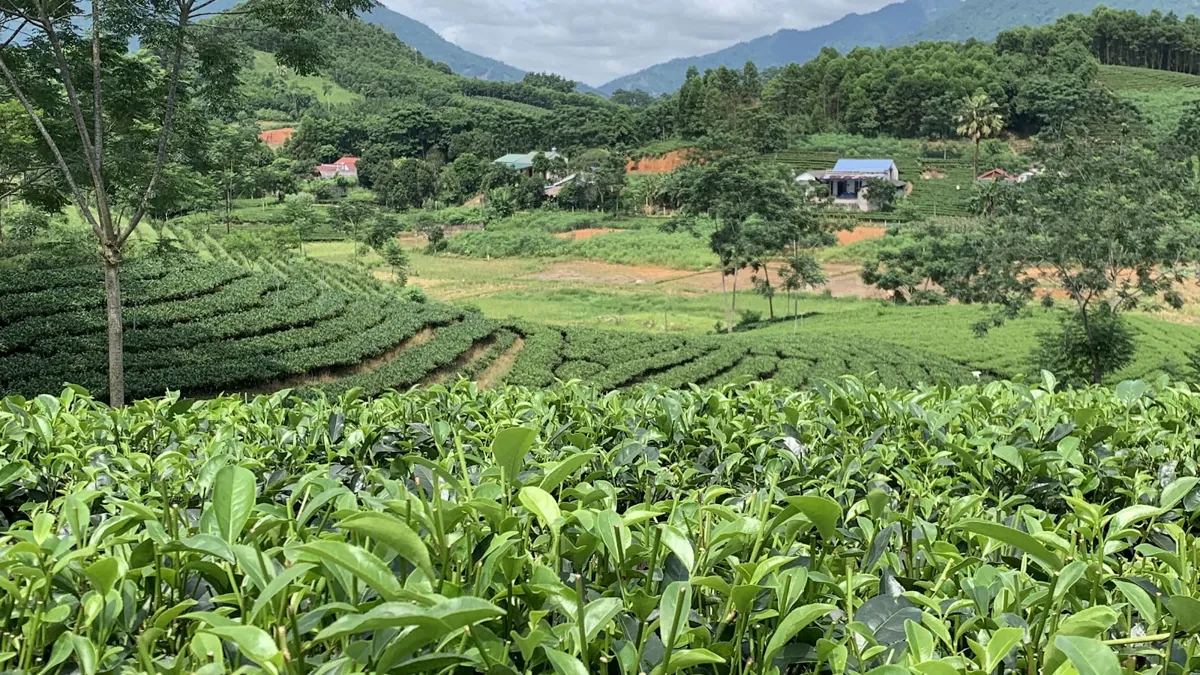 Nương chè xen đồi rừng ở Thái Nguyên