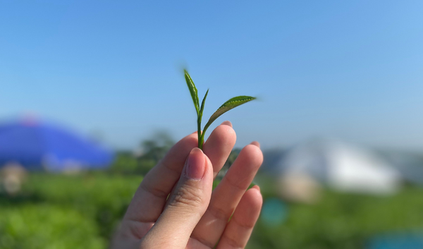 Thưởng Trà Thiền Với Trà Tân Cương: Hòa Hợp Thiên Nhiên