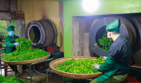 Trà Nõn Tôm Cánh Hạc: Tinh Hoa Trà Việt Và 5 Dấu Hiệu Nhận Biết Trà Chuẩn