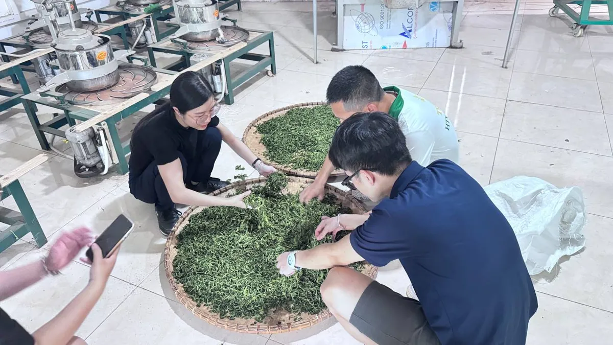 Phân loại trà khô thủ công