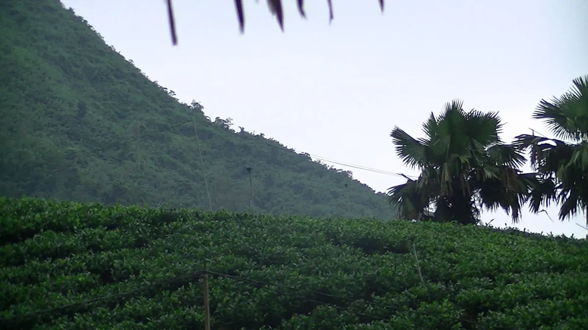 Sườn đồi trồng chè ở Thái Nguyên