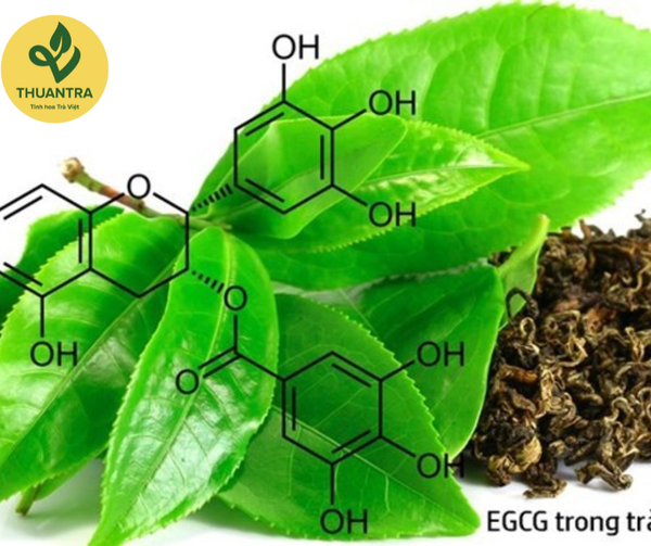Thành phần của trà