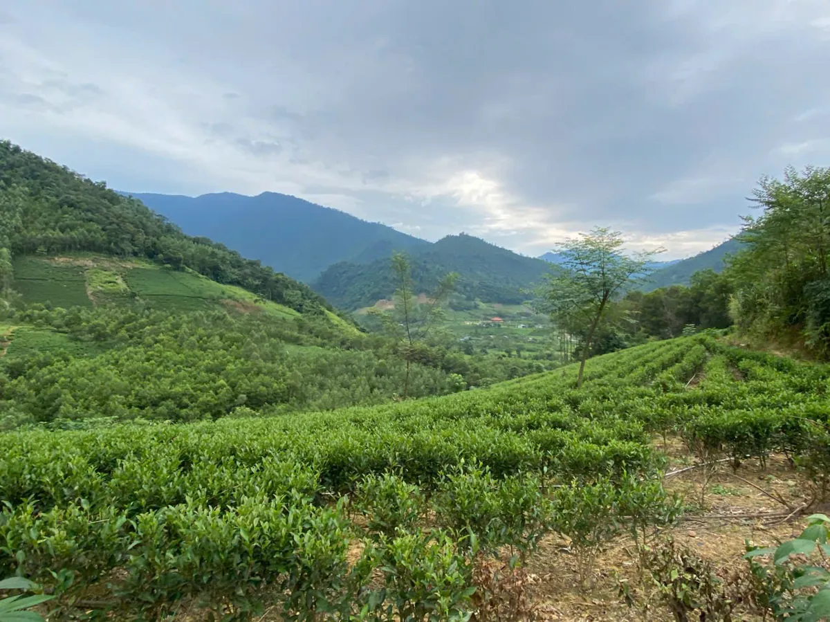 Vùng chè Thái Nguyên cung cấp trà nền cho quán pha chế bột matcha