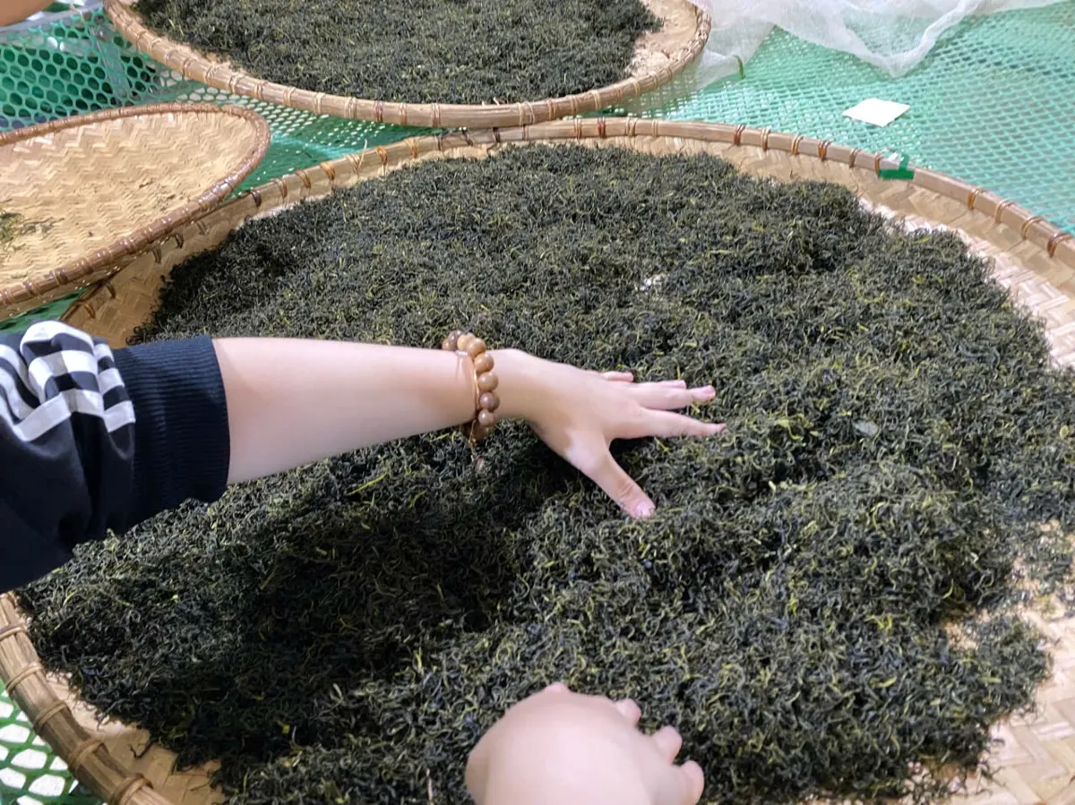 Trà búp Thái Nguyên sao khô trải trên nong tre – ông tổ ngành trà là ai
