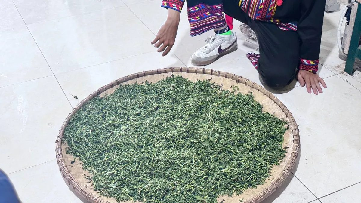 Trà móc câu sau khi sao trải nong