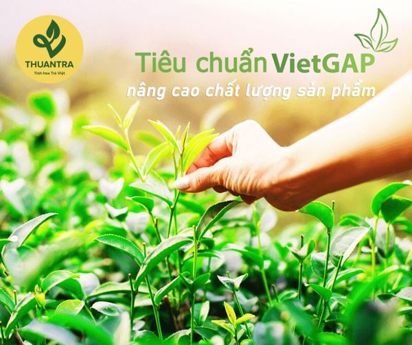 Trà sạch Vietgap