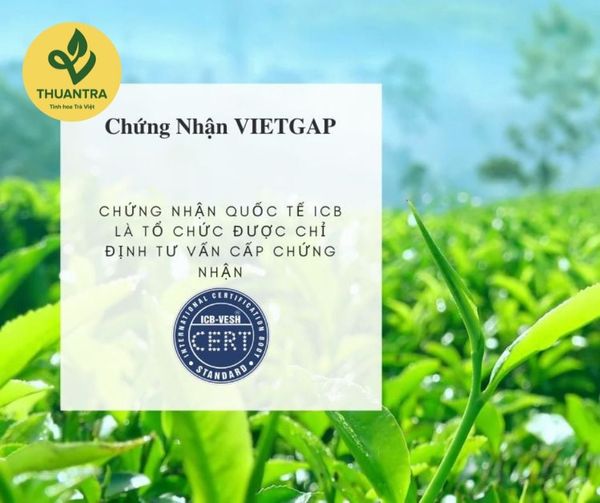 Trà sạch Vietgap