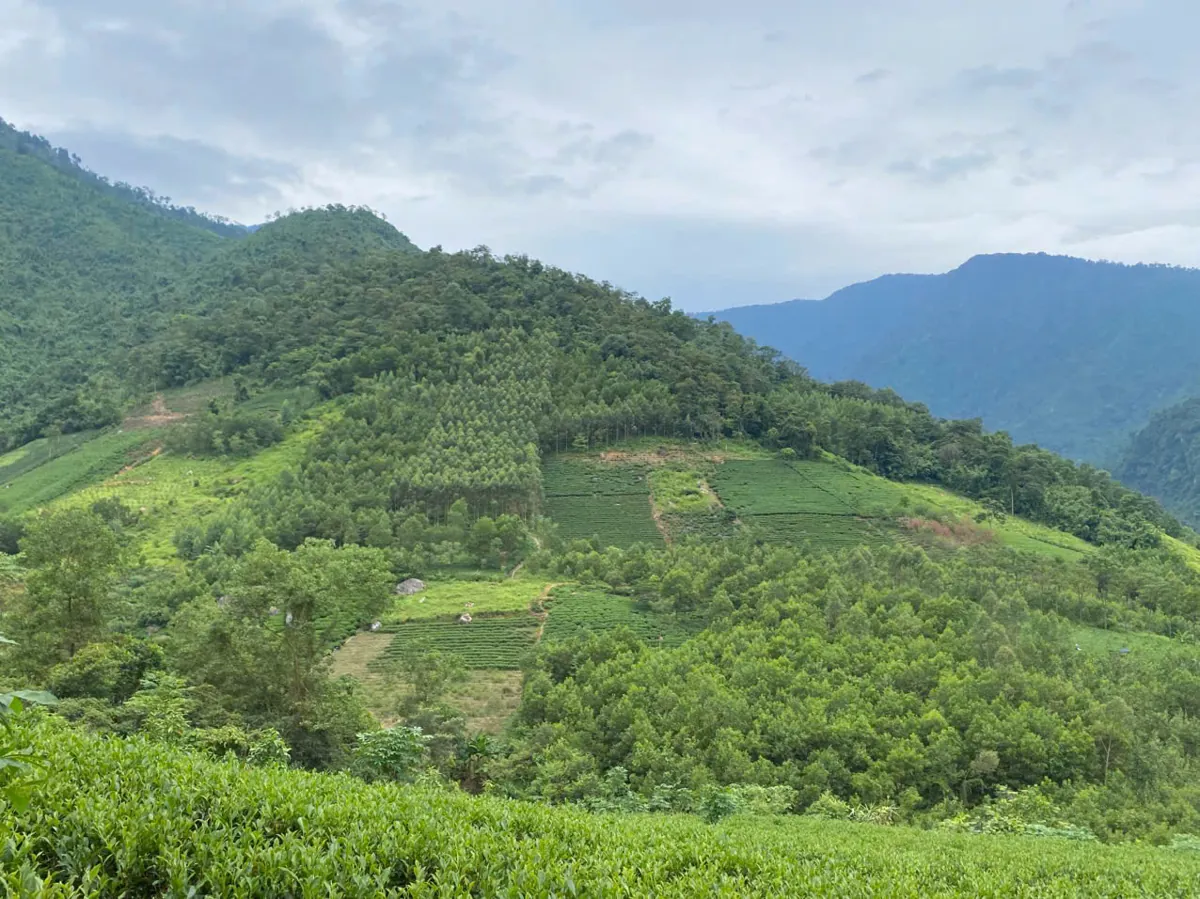 Vùng chè Thái Nguyên - nơi làm các loại trà ngon nổi tiếng