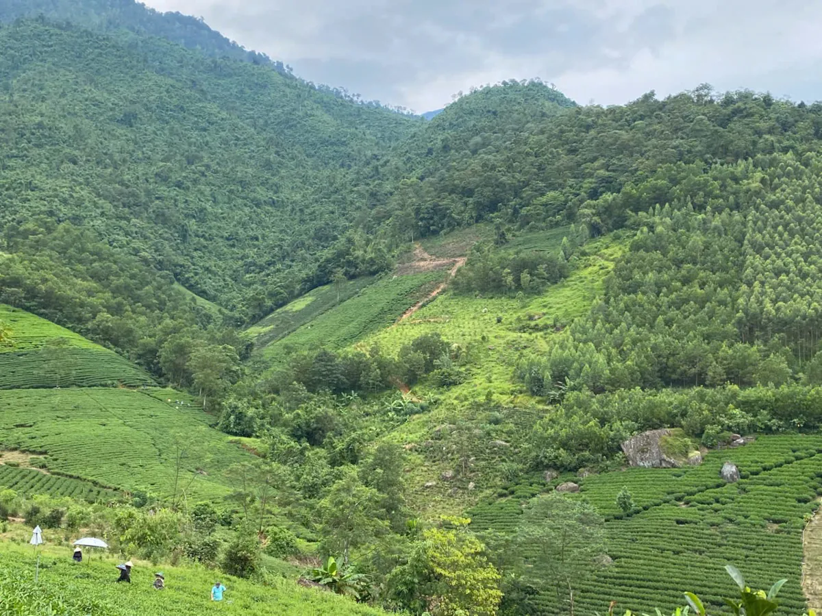 Vùng chè Việt Nam trên đồi núi