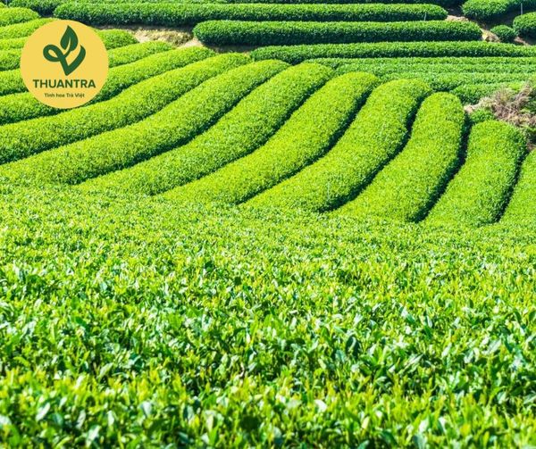 Vùng Trà Nào Ở Nước Ta Đạt Tiêu Chuẩn OCOP5*
