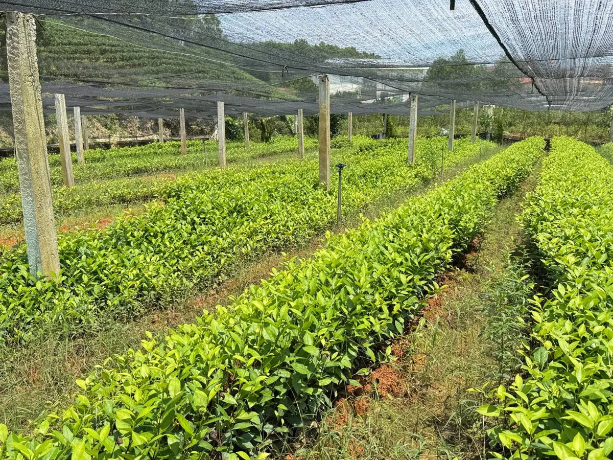 Vườn chè giống có lưới che nắng