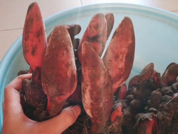 Nấm Ngọc Cẩu