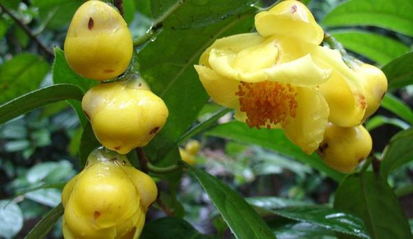 Trà Hoa Vàng Sấy Khô Thượng Hạng - 50G