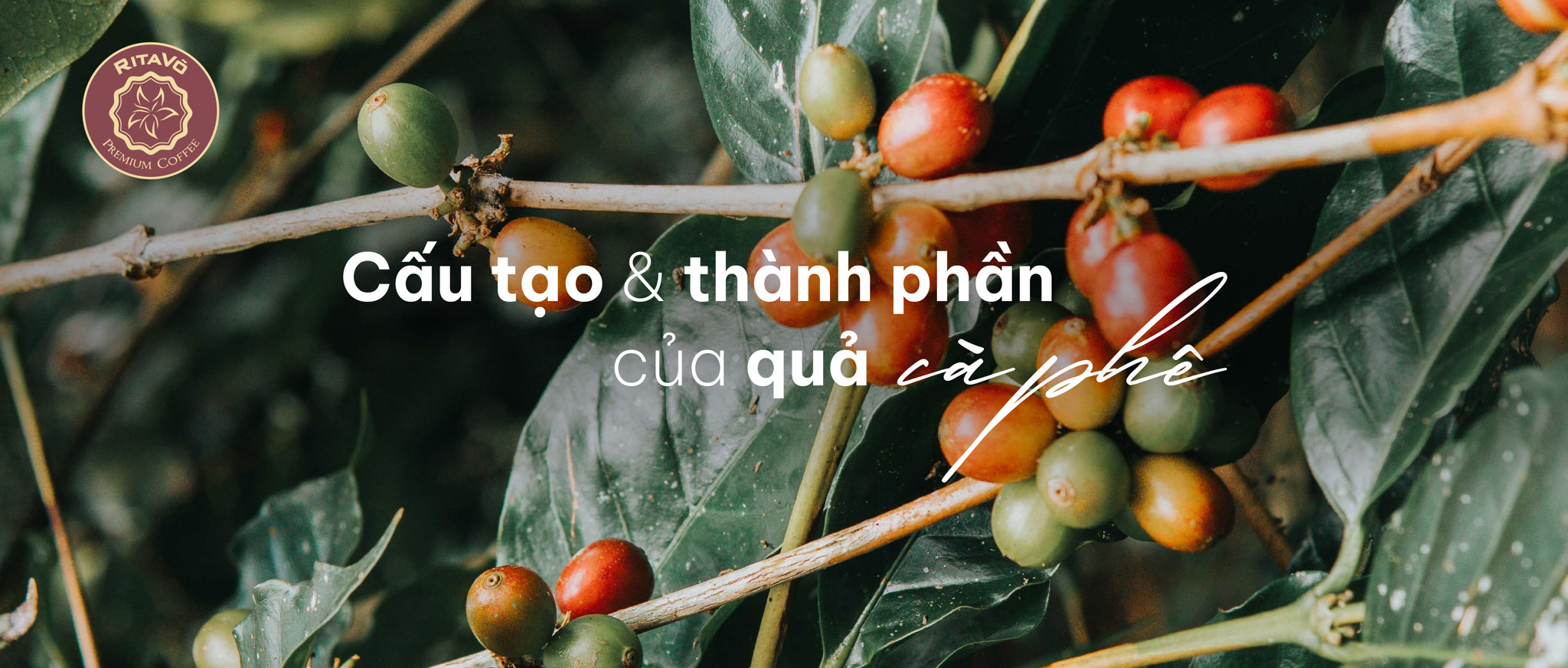 Cấu tạo và thành phần của quả cà phê Cấu tạo và thành phần của quả cà phê