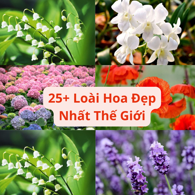 25+ Loài Hoa Đẹp Nhất Thế Giới Vừa Nhìn Là Thích Mê Cập Nhật 2026