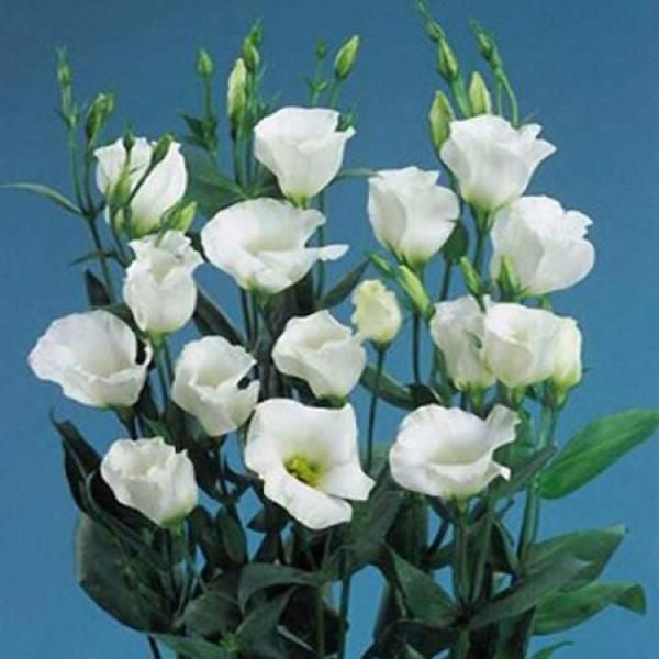 Giải mã ý nghĩa của hoa cát tường trắng - Hoa Đẹp 365 – HoaĐẹp365