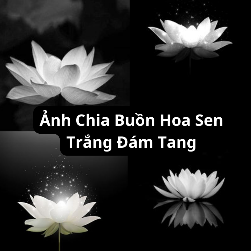 Tải Ảnh Chia Buồn Hoa Sen Trắng Đám Tang Đẹp, Thành Kính Phân Ưu ...