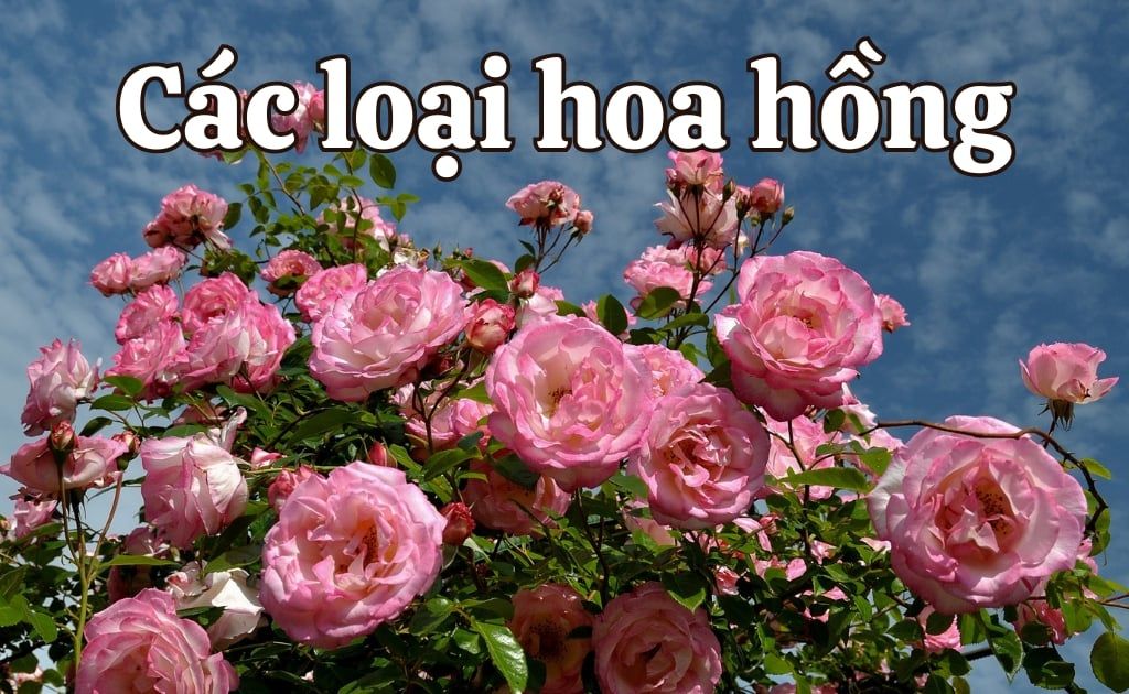 Các loại hoa hồng đẹp nhất Thế giới, dễ trồng tại Việt Nam