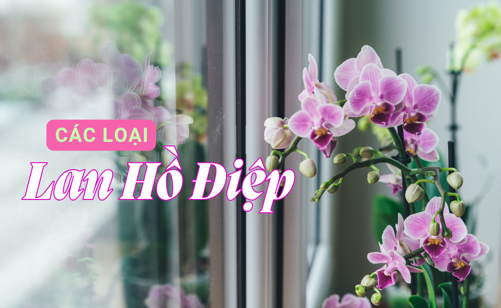 Các loại Lan Hồ Điệp phổ biến hiện nay và cách nhận biết nhanh chóng nhất