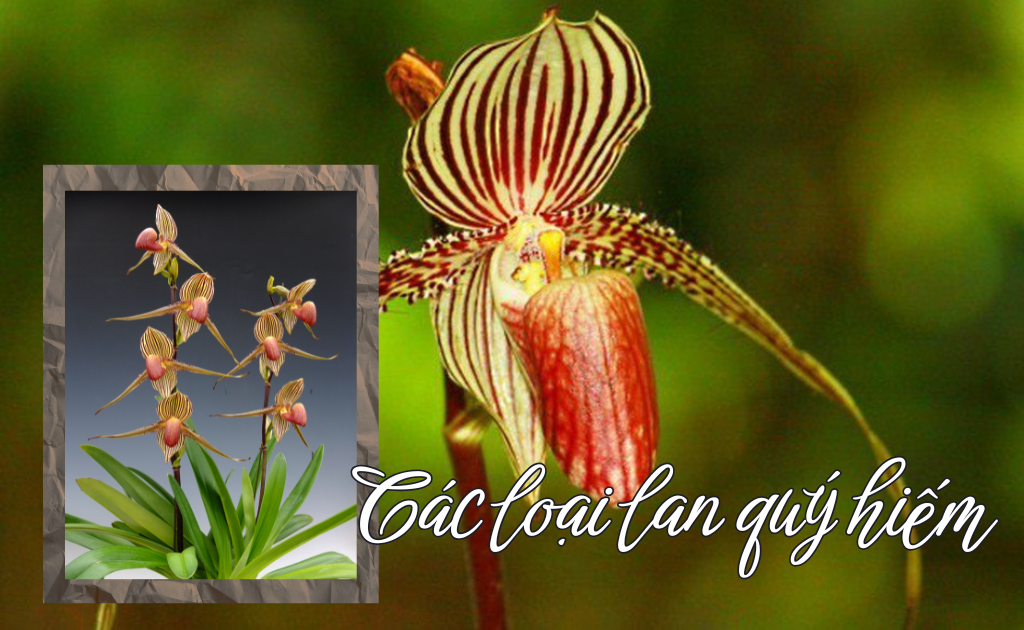Các loại lan quý hiếm nhất Thế giới, hoa lan rừng quý đắt đỏ hiện nay