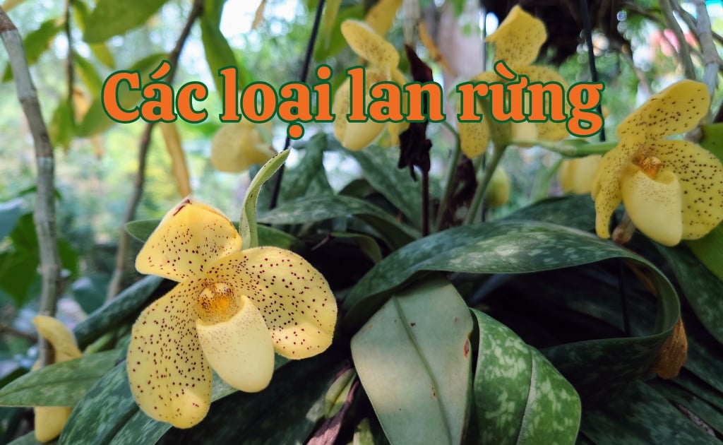 Các loại lan rừng đẹp nhất, tên và hình ảnh hoa phong lan rừng – Flosa