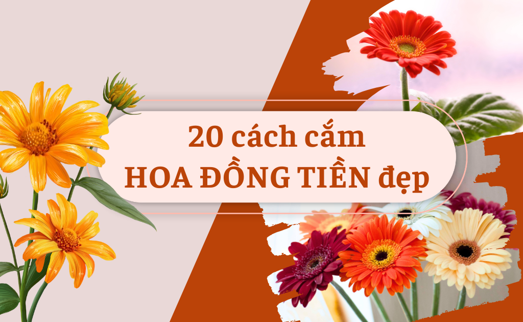 20 Cách cắm hoa đồng tiền đẹp, tươi lâu, kiểu sáng tạo nhất 2025