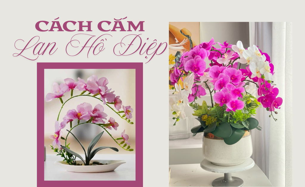 15+ Cách cắm hoa Lan Hồ Điệp đẹp trang trọng tươi lâu nghệ thuật nhất